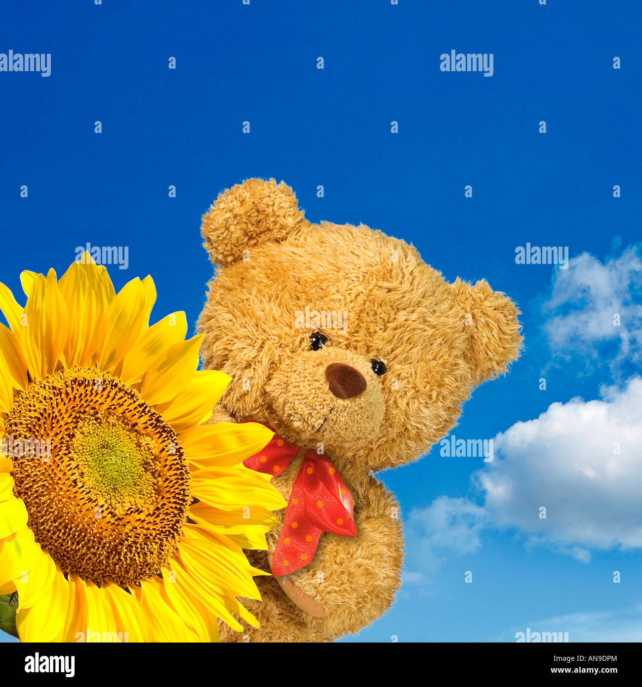 teddy bear holding a sunflower