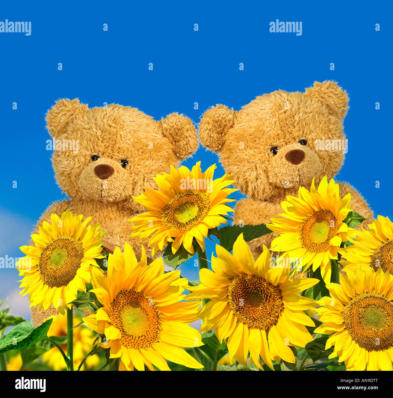 Teddy Bear – Sunstrum's Florist