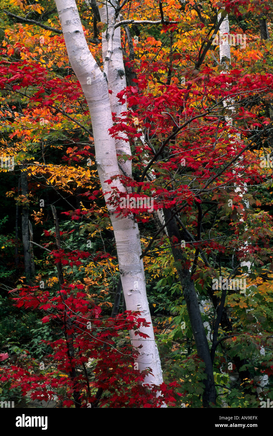 Birch trees among the fall foliage in New Hampshire Stock Photo Alamy