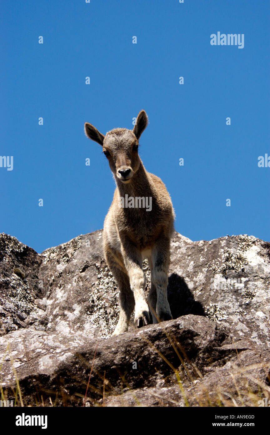 NILGIRI TAHR IN ERAVIKULAM NATIONAL PARK MUNNAR KERALA Stock Photo - Alamy NILGIRI TAHR IN ERAVIKULAM NATIONAL PARK MUNNAR KERALA Stock Photo - Alamy