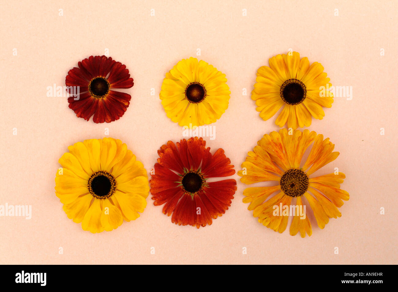 Montage of recommended Helenium varieties from UK National Collection Holder Stock Photo