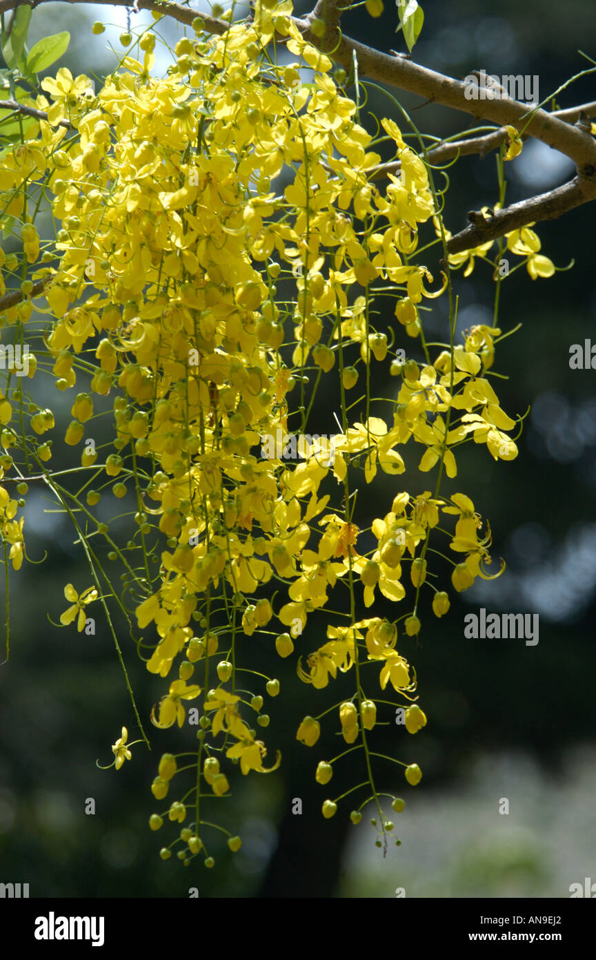 Kanikonna hi-res stock photography and images - Alamy Kanikonna hi-res stock photography and images - Alamy