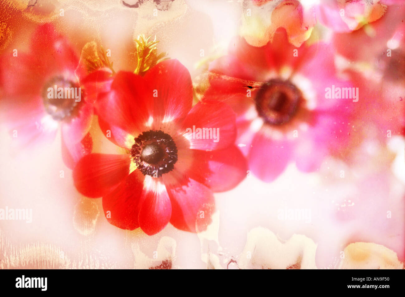 poppies 2 Stock Photo