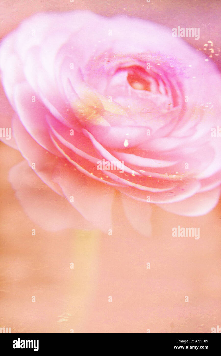 pink flower Stock Photo
