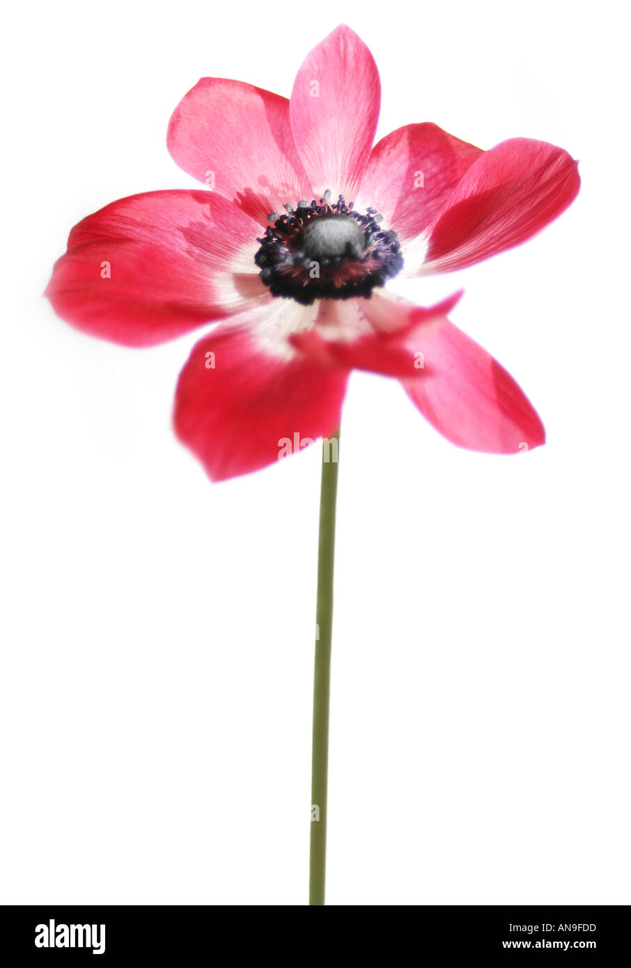 poppy Stock Photo