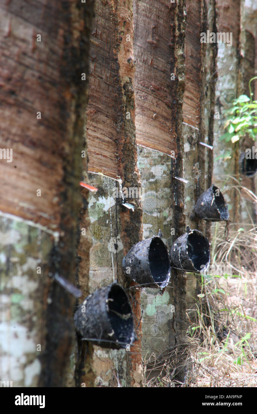 Rubber tapping in a plantation in northern Phuket, Thailand using a