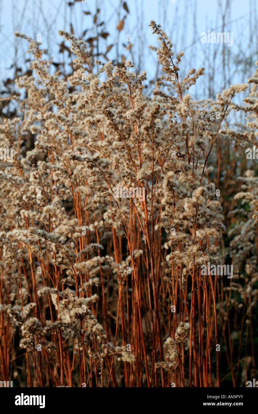 SOLIDAGO CULTIVAR WITH SILVERY SEEDHEADS IN WINTER Stock Photo