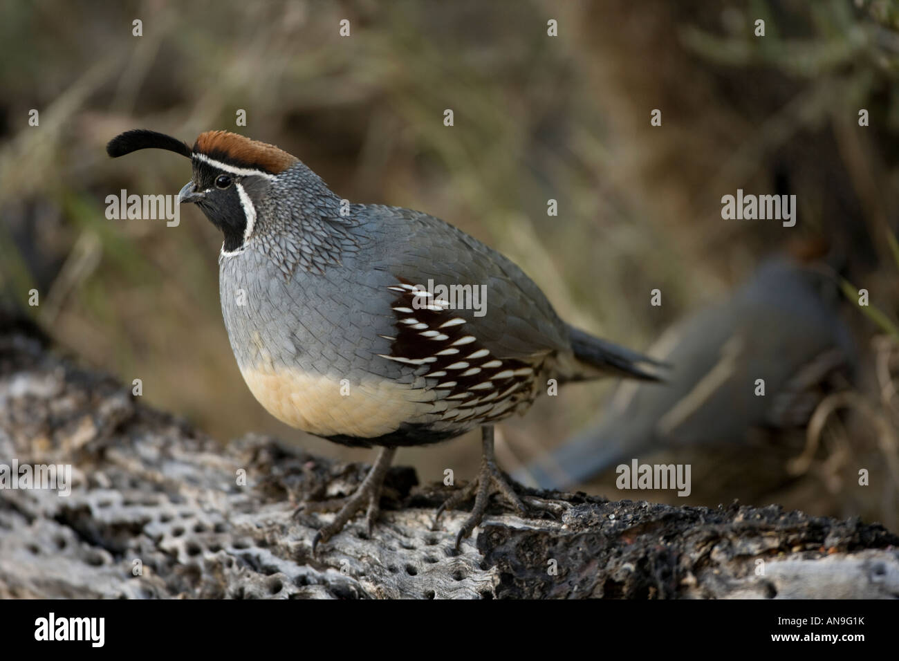 [Gambel's Quail] male [Sonoran Desert] Arizona perched on log Stock