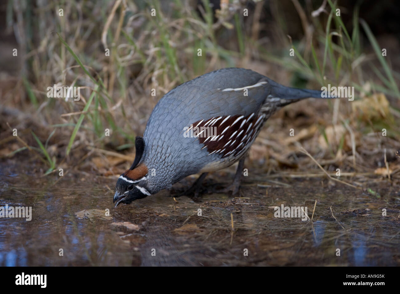 [Gambel's Quail]  Callipepla gambelii male [Sonoran Desert] Arizona drinking Stock Photo
