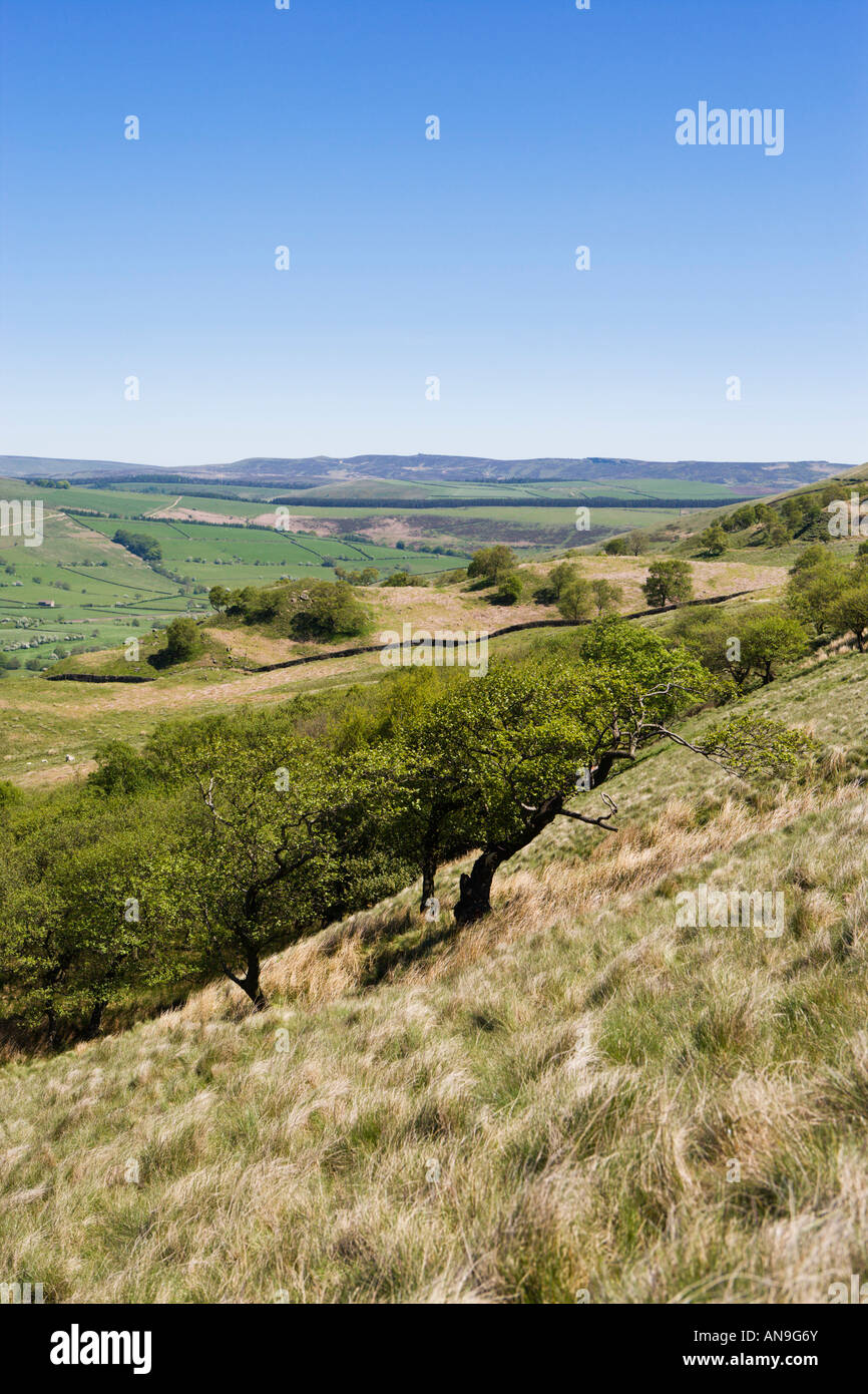 Rowan Trees On The Slopes Of 