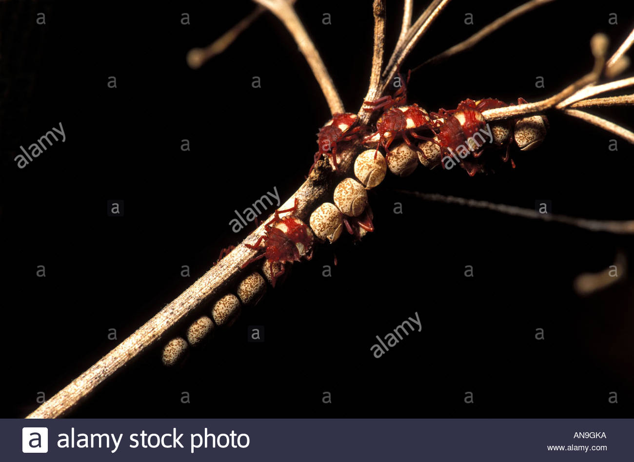 Tick Egg Stock Photos & Tick Egg Stock Images Alamy