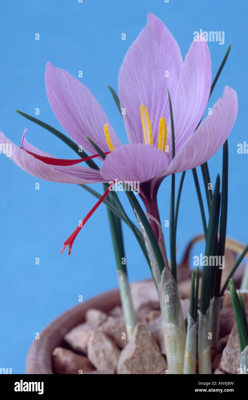 Crocus sativus (Saffron crocus) Close up of autumn flowering saffron