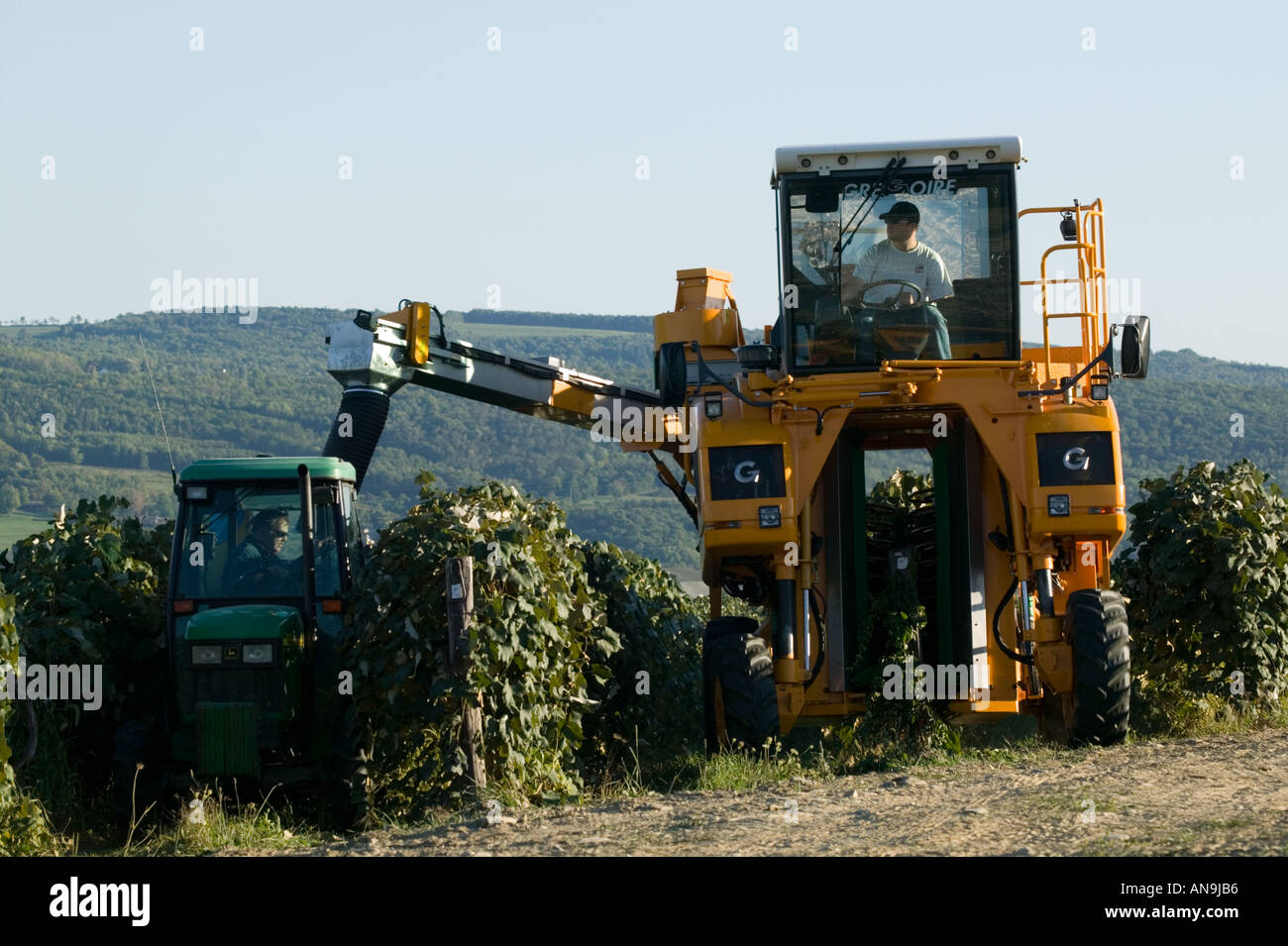 Gregoire mechanical harvester picking grapes for wine and loading gondola Keuka Lake Finger Lakes New York Stock Photo