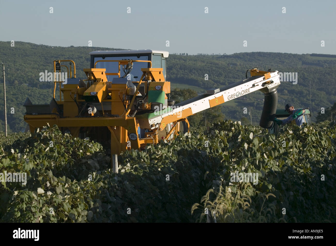 Gregoire mechanical harvester picking grapes for wine keuka Lake Finger Lakes New York Stock Photo