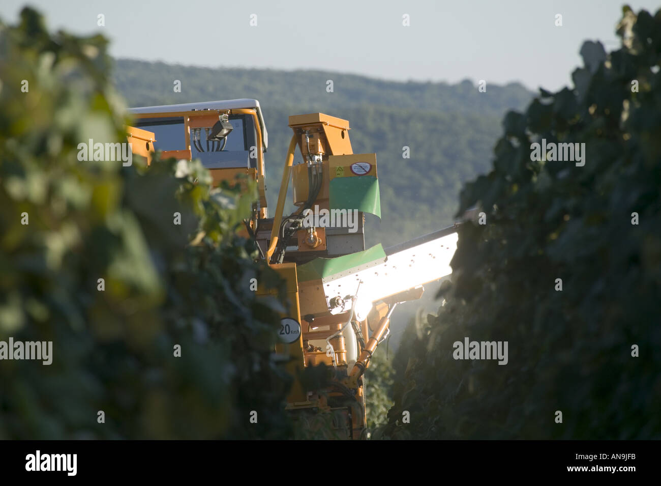 Gregoire mechanical harvester picking grapes for wine keuka Lake Finger Lakes New York Stock Photo