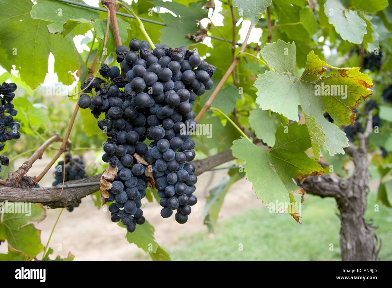 Australian pepper tree hi-res stock photography and images - Alamy