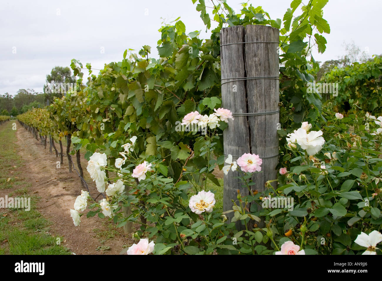 Rose bush as a warning of any greenfly infestation at a Winery Hunter Valley Australia Stock Photo
