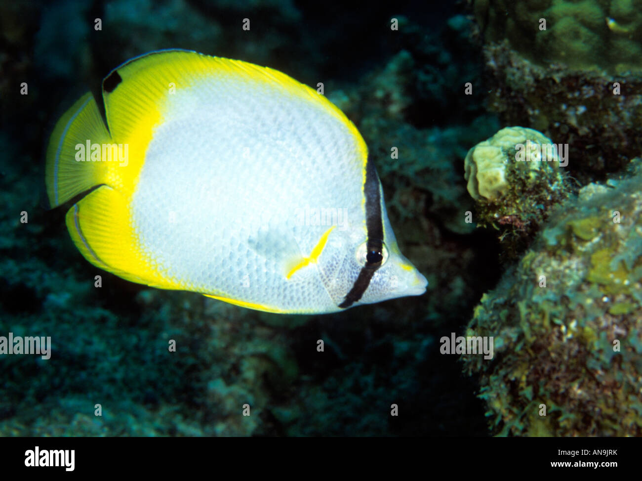 Spotfin butterflyfish Caribbean Stock Photo