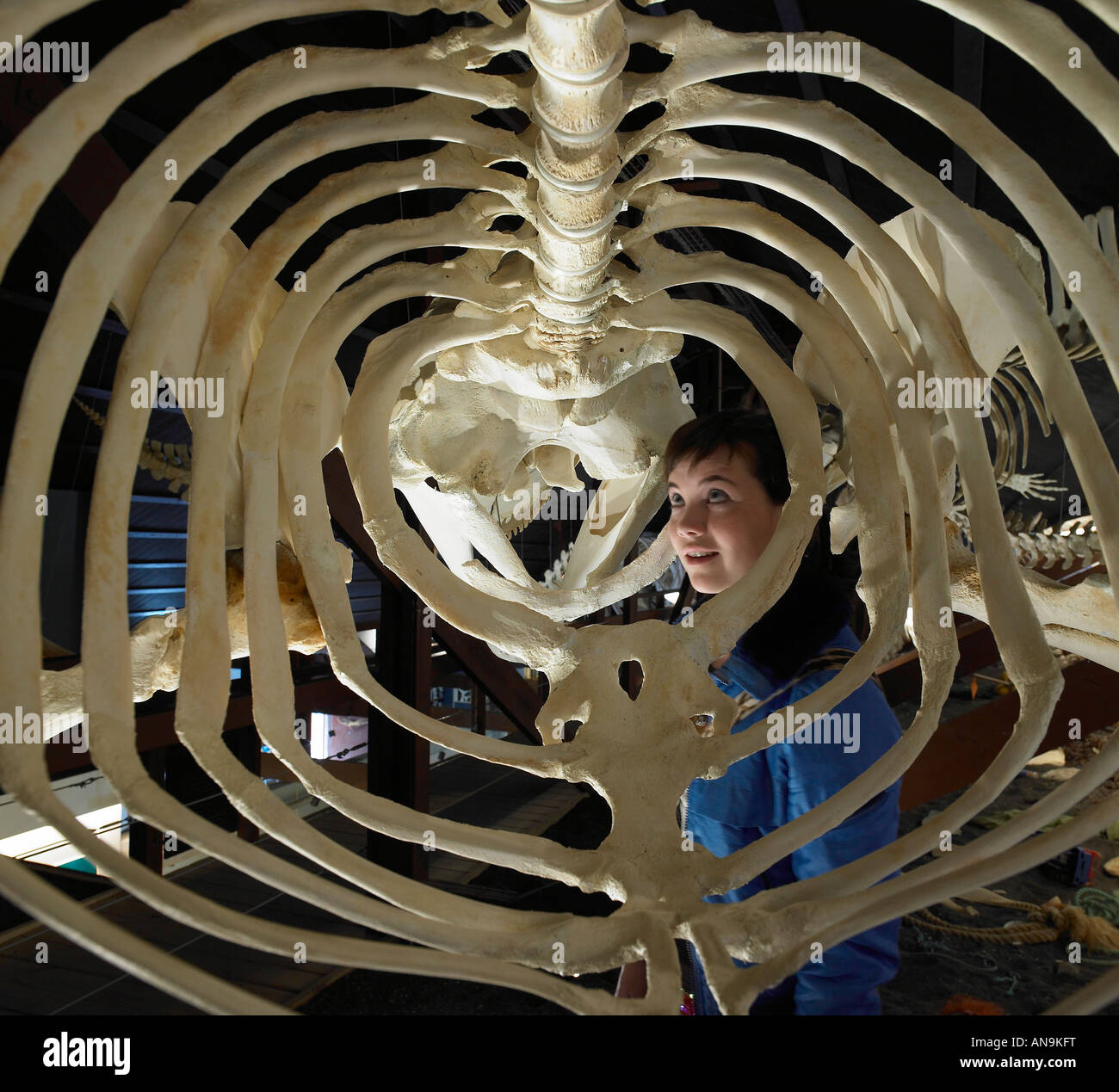 Young Woman looking at Whale Skeleton, Whale Museum, Husavik, Iceland Stock Photo