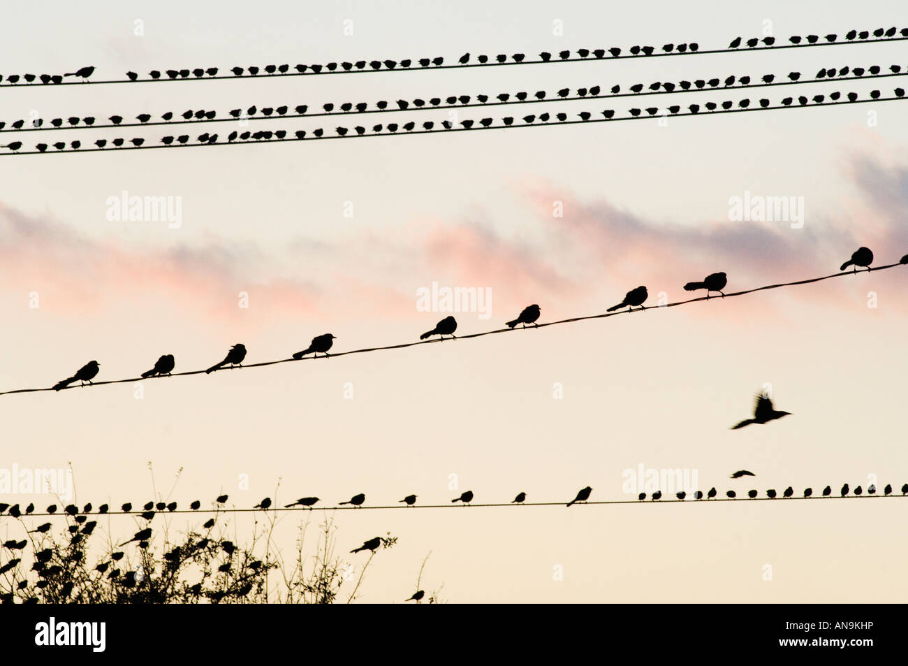 Row of Blackbirds on Wire Stock Photo Alamy
