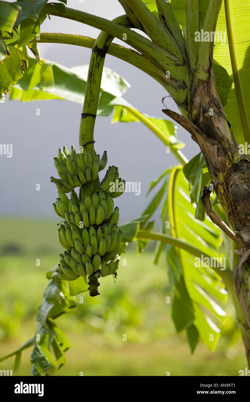 Banana Tree Queensland Australia Stock Photo Alamy