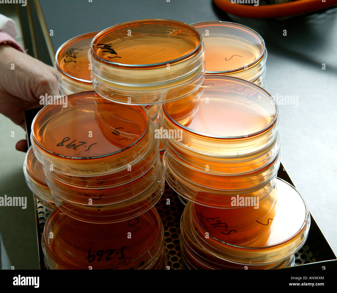 Petri Dishes used in Fish Lab Stock Photo Alamy