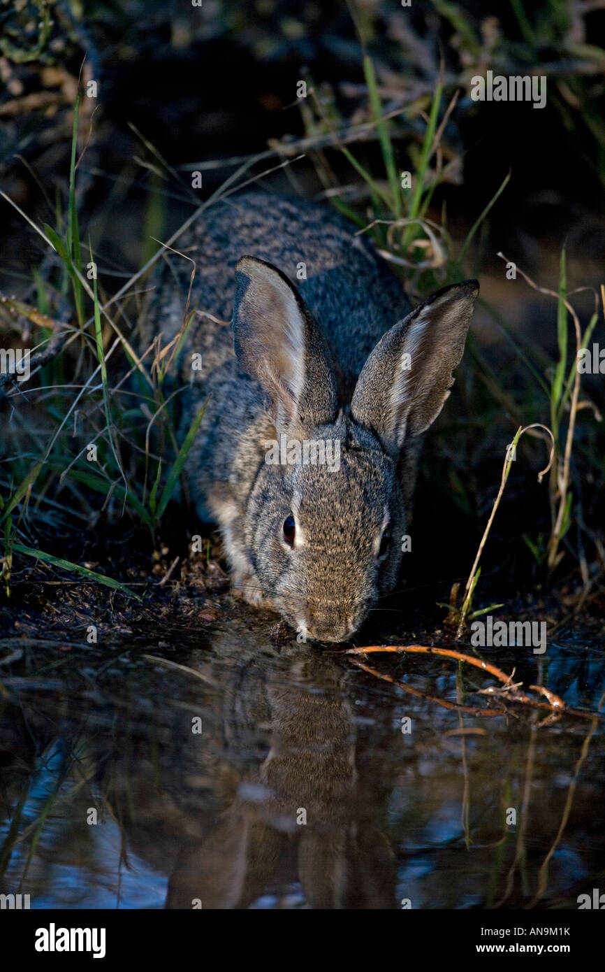 Desert Cottontail (Sylvilagus auduboni) Drinking from temporary pool ...