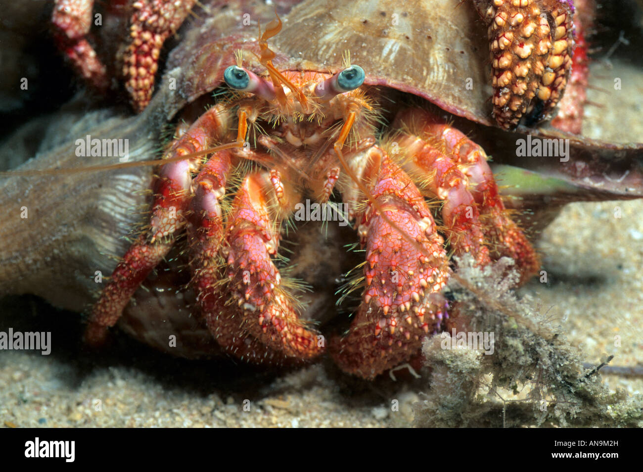 Caribbean crab underwater hi-res stock photography and images - Alamy