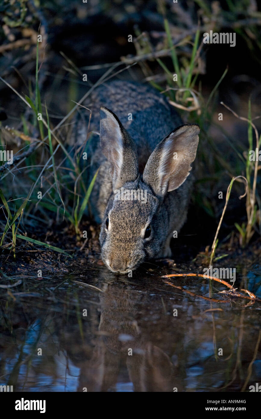 Desert Cottontail (Sylvilagus auduboni) Drinking from temporary pool ...