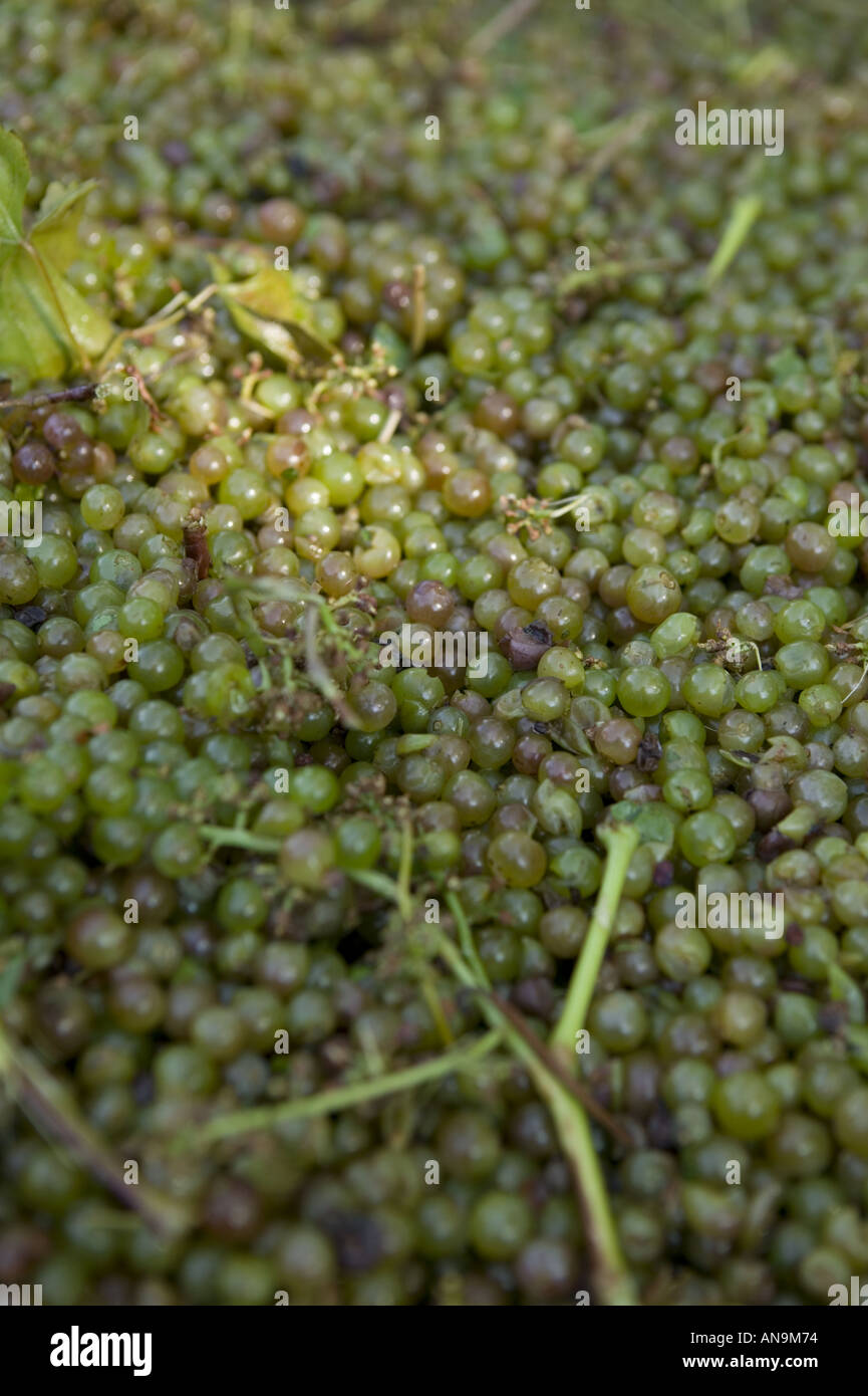 Fresh picked vignola wine grapes Finger Lakes New York Stock Photo