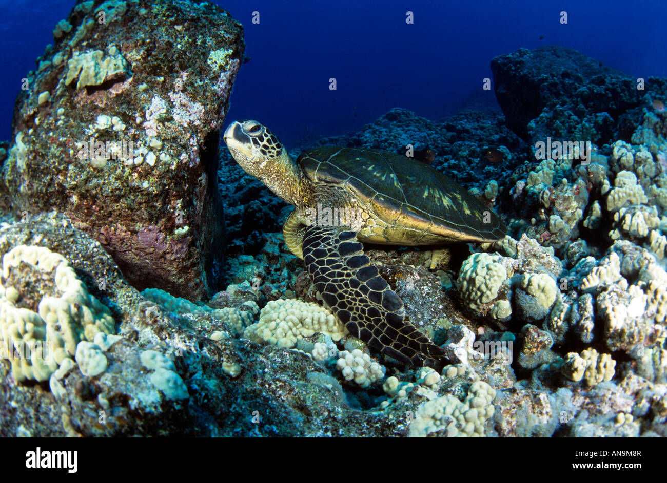 Green sea turtle Hawaii Stock Photo