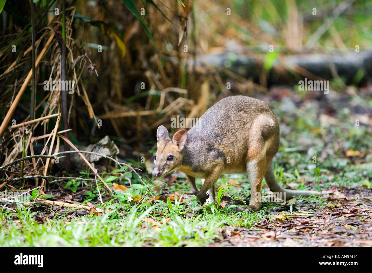 Red legged Pademelon in rainforest Daintree Queensland Australia Stock