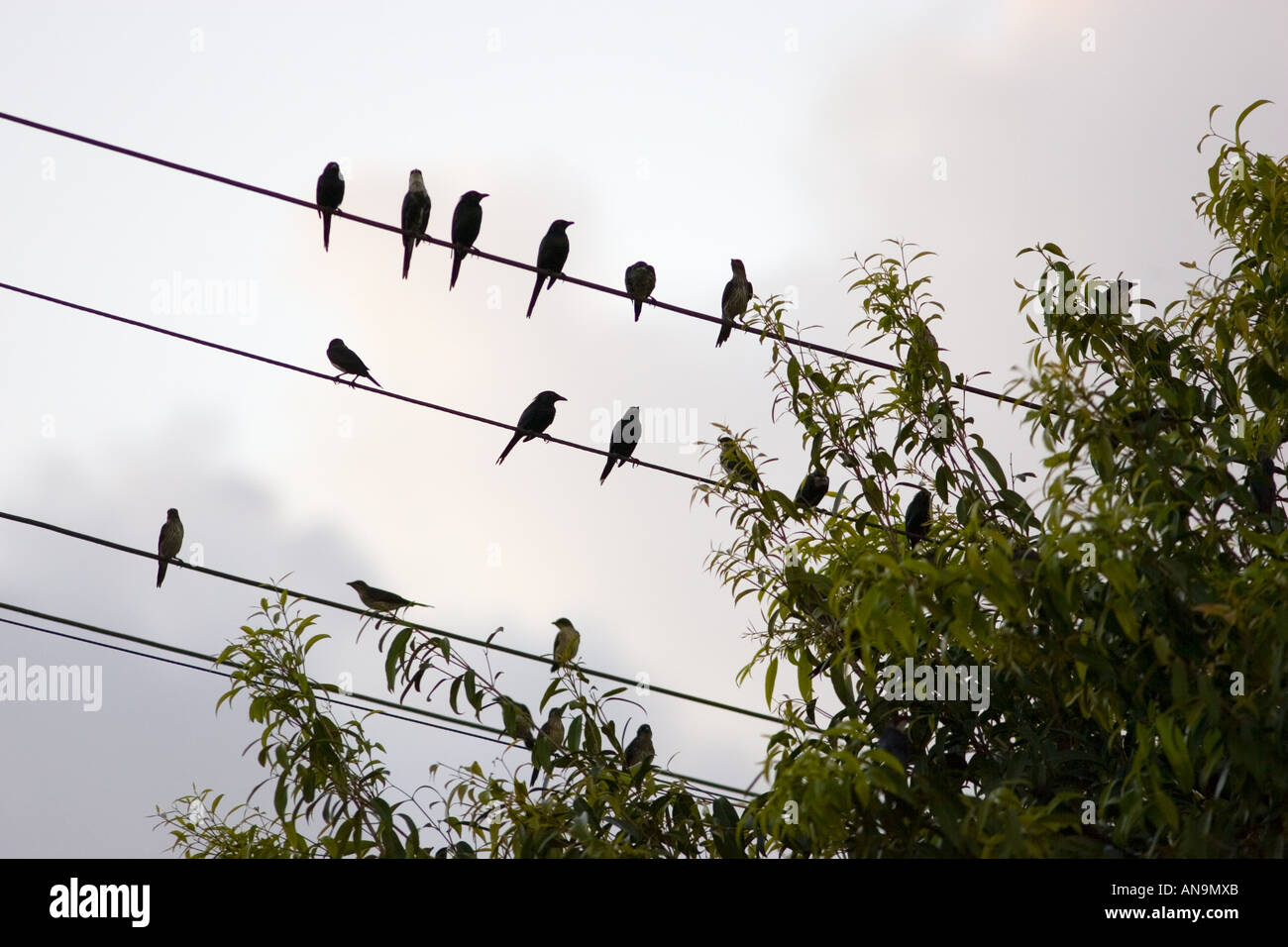 Starlings Queensland Australia Avian Flu Bird Flu virus could spread to