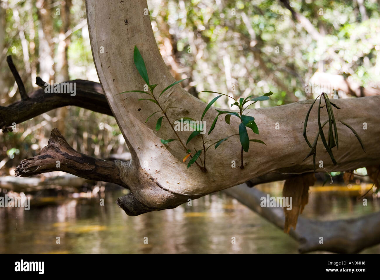 Water Cherry Tree above Mary Creek Daintree Rainforest Queensland