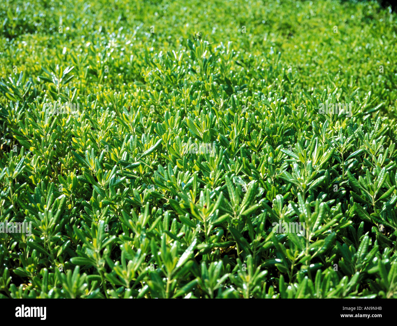 S vegetation hi-res stock photography and images - Alamy