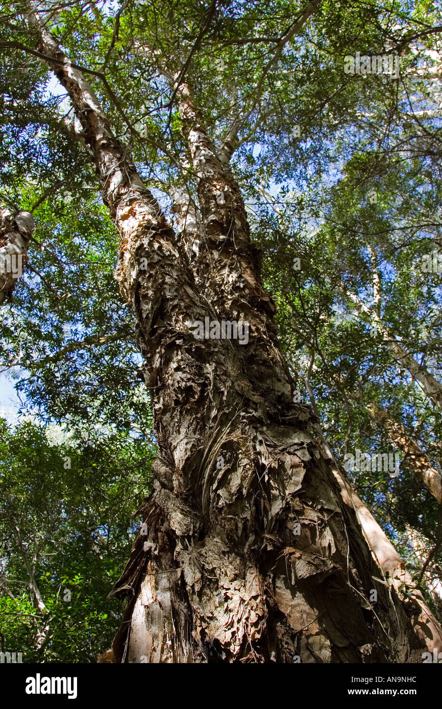 Paperbark Tea Trees Mary Creek in Daintree Rainforest Queensland Australia Stock Photo Alamy
