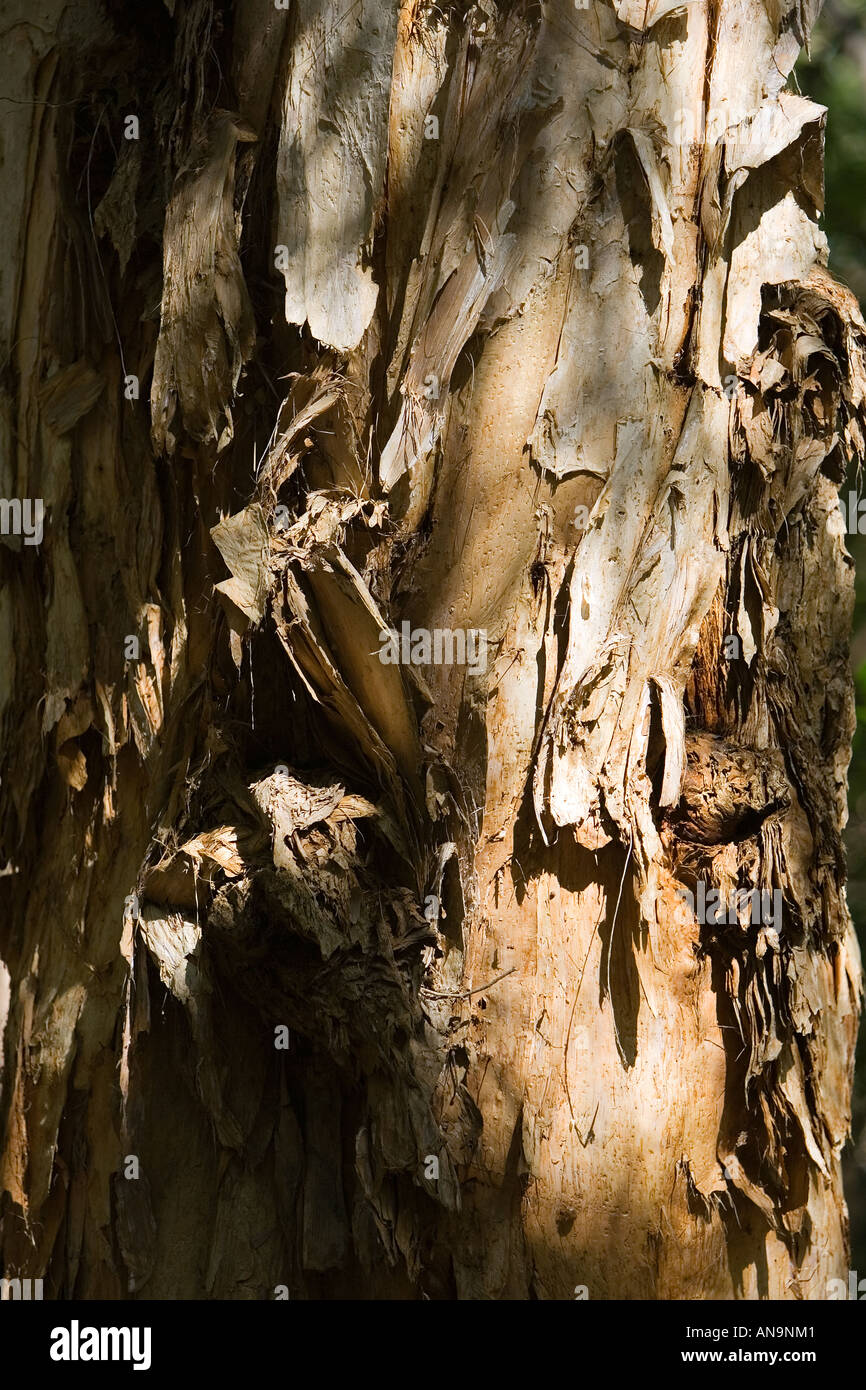 Paperbark Tea Tree trunk Mary Creek in the Daintree Rainforest Australia Stock Photo