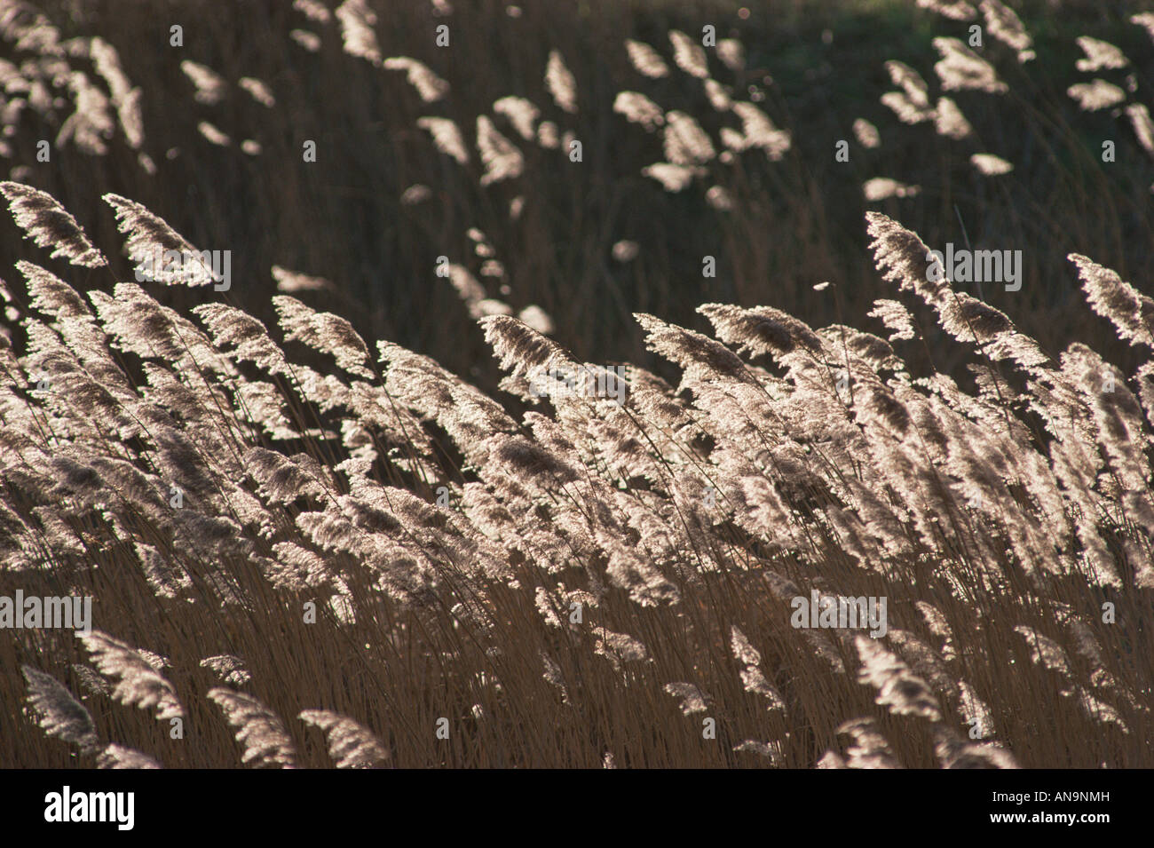 Reedbed of common reed Phragmites australis in winter Norfolk England Stock Photo