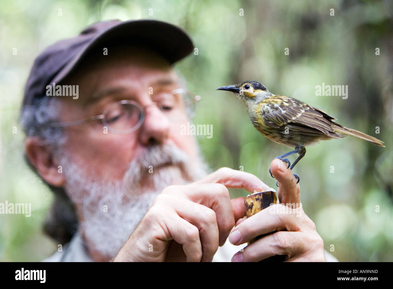 Daintree Naturalist David Armbrust feeds Macleay s Honeyeater bird Queensland Australia Stock Photo