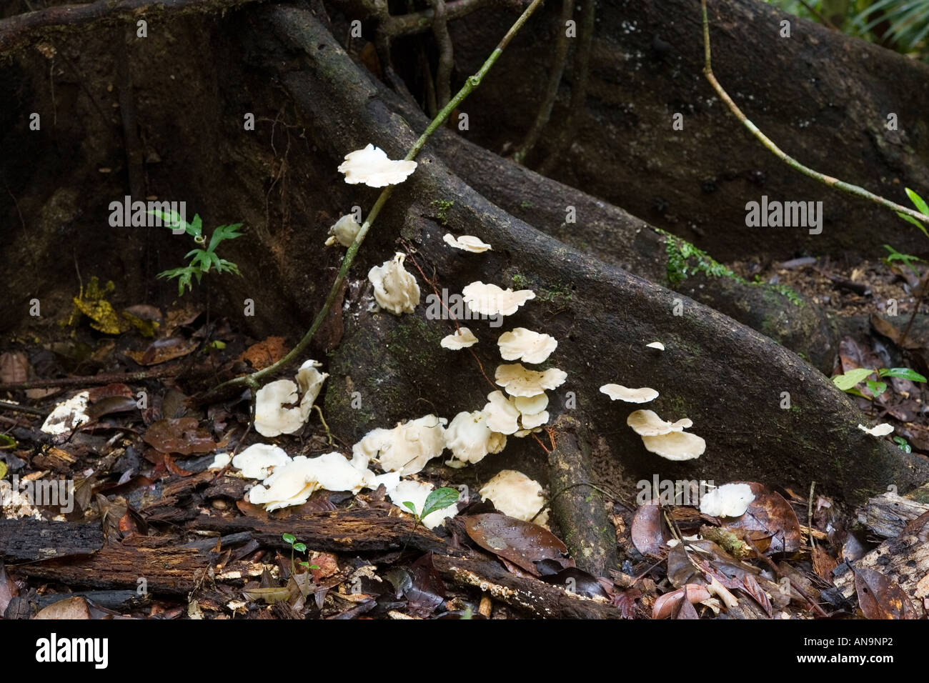 Wood fungus growing on a buttress root in the Daintree Rainforest Queensland Australia Stock Photo