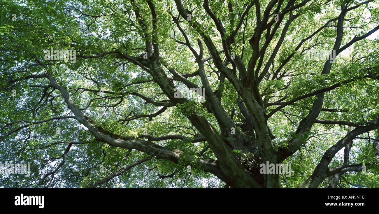 Camphor tree kyoto hi-res stock photography and images - Alamy
