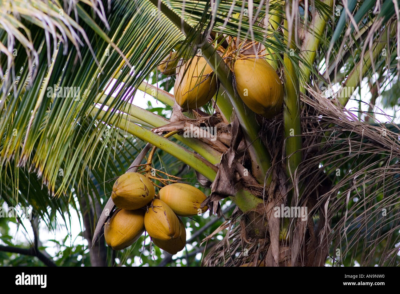 Coconuts growing on a palm tree at Thala Beach Port Douglas