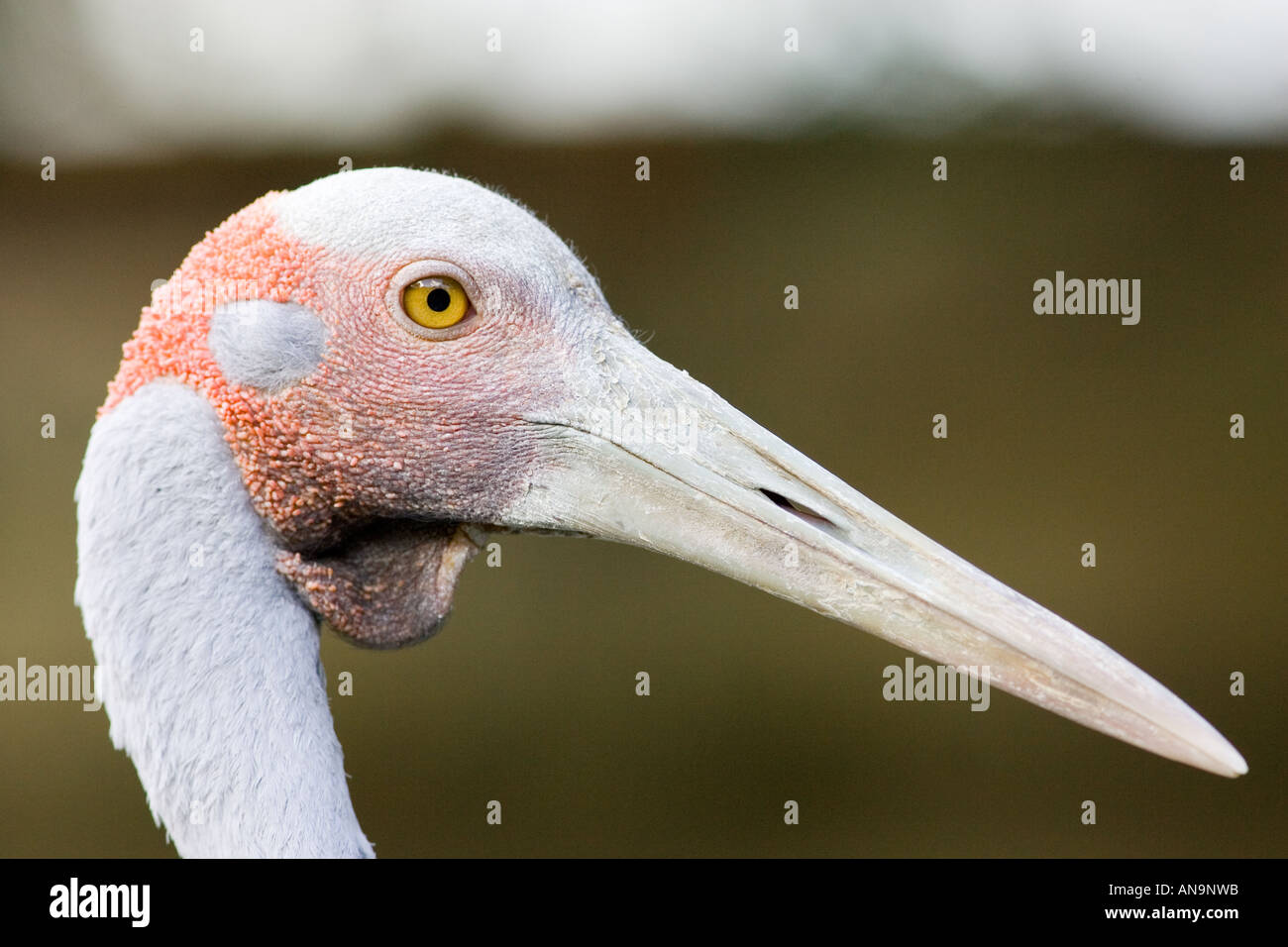 Brolga headshot hi-res stock photography and images - Alamy