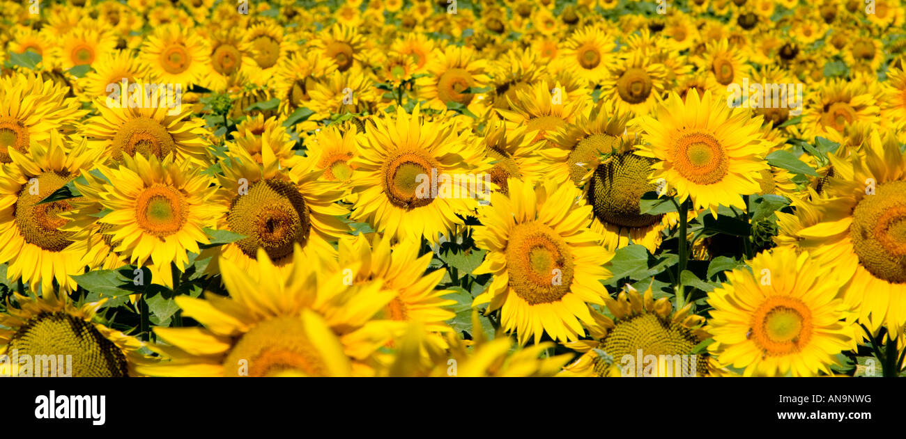 Field of sunflowers Tuscany Italy Stock Photo - Alamy