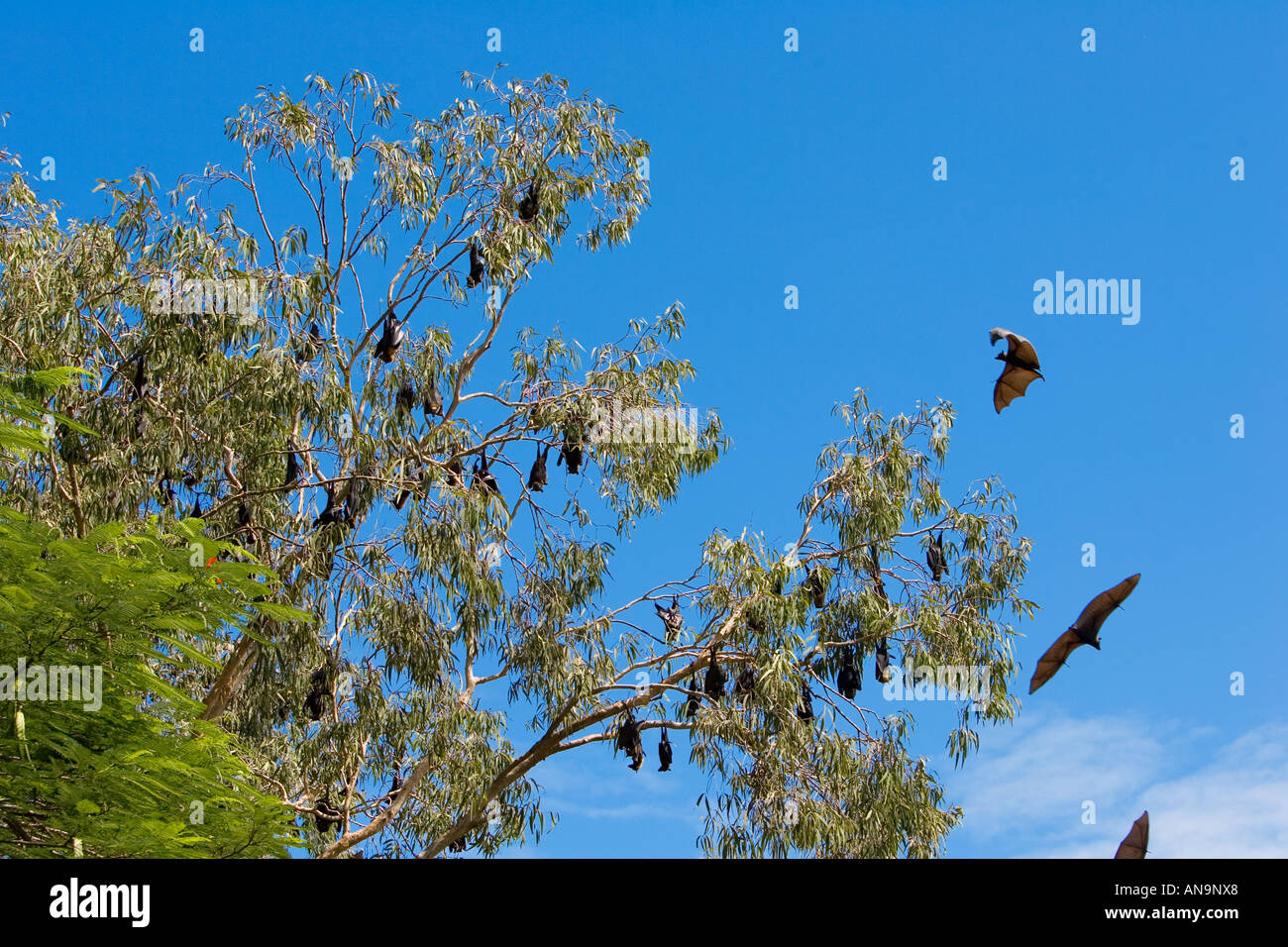 Spectacled Flying fox bats roosting Port Douglas Queensland Australia