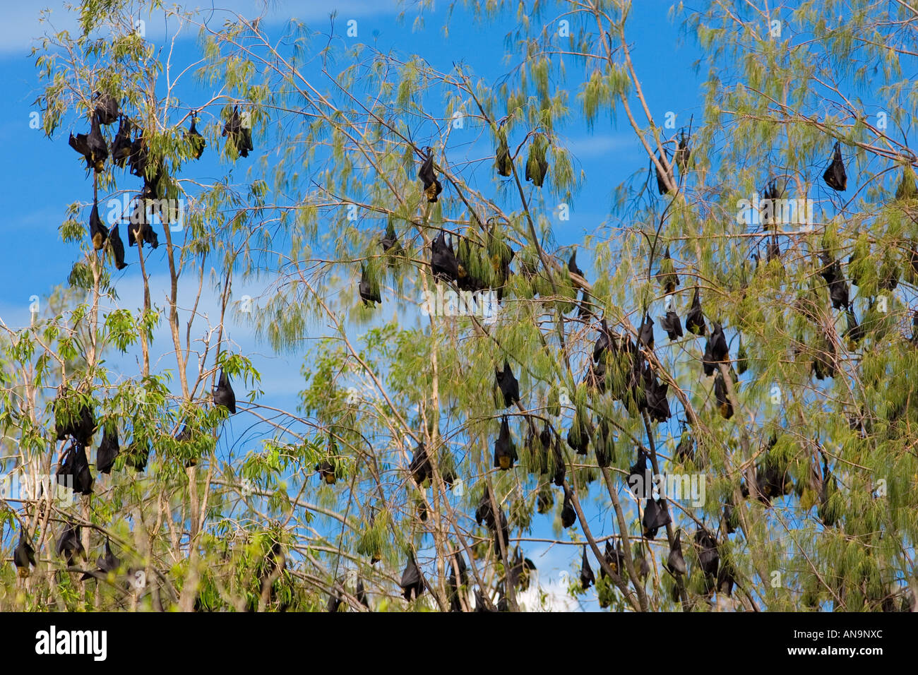 Colony of Spectacled Flying fox bats Port Douglas Queensland Australia Stock Photo