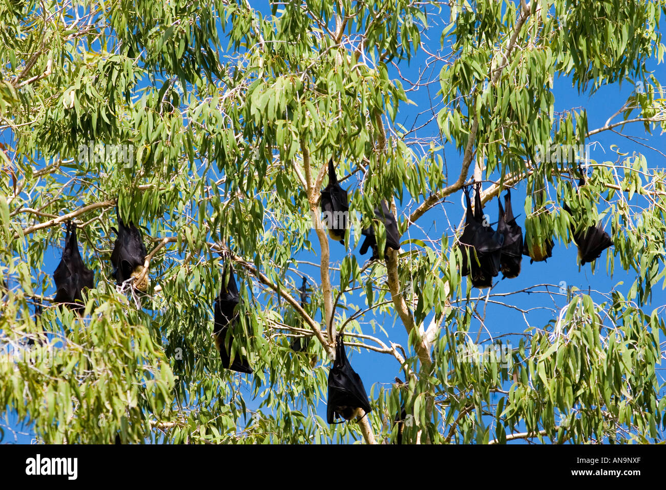 Colony of Spectacled Flying fox bats Port Douglas Queensland Australia