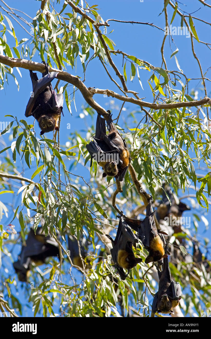 Colony of Spectacled Flying fox bats roosting Port Douglas Queensland Australia Stock Photo