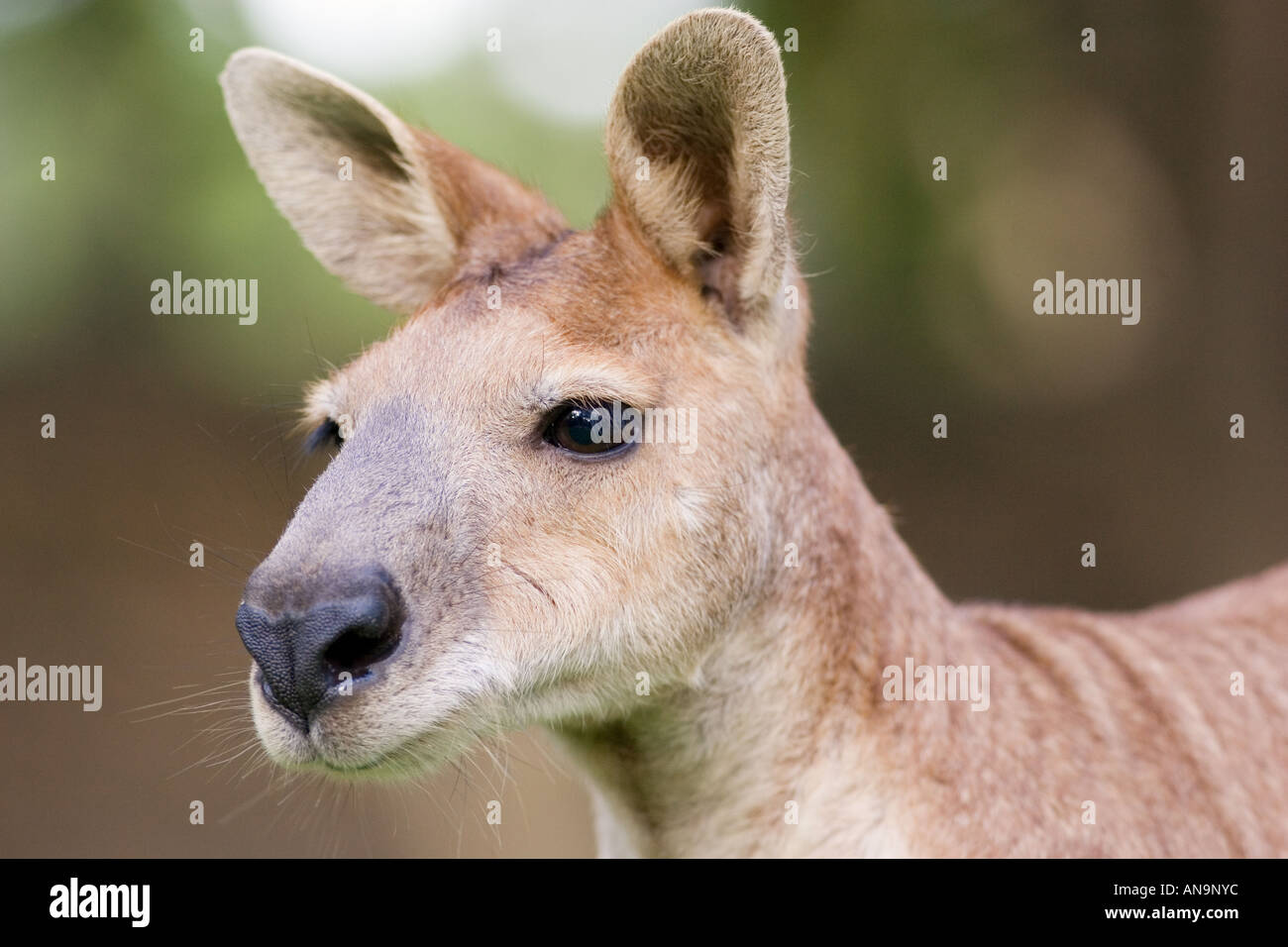Antilopine Wallaroo Queensland Australia Stock Photo