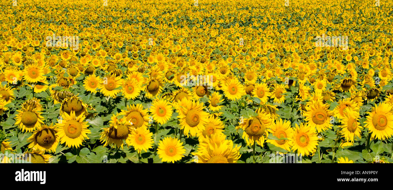 Field of sunflowers Tuscany Italy Stock Photo - Alamy